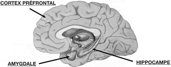 Cerveau - Cortex Hippocampe Amygdale